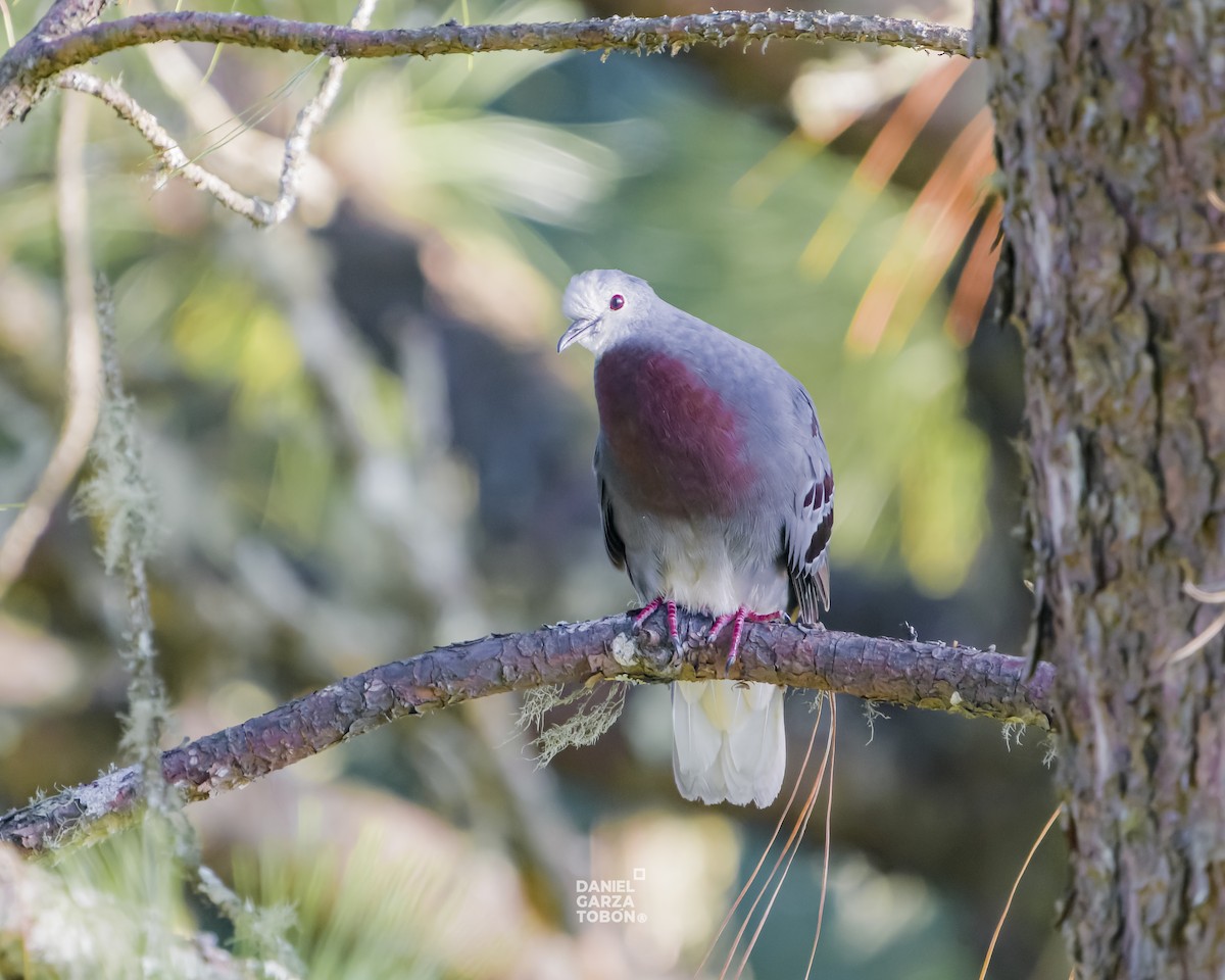 Maroon-chested Ground Dove - ML619896873