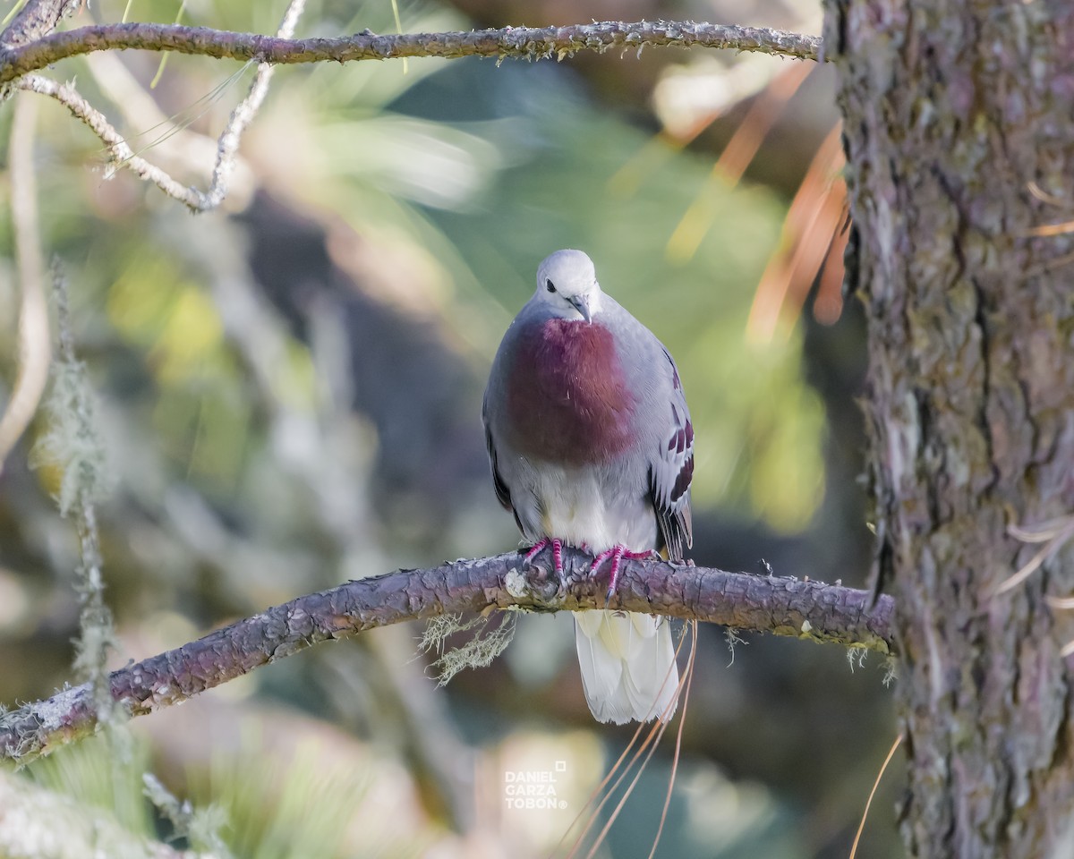 Maroon-chested Ground Dove - ML619896874