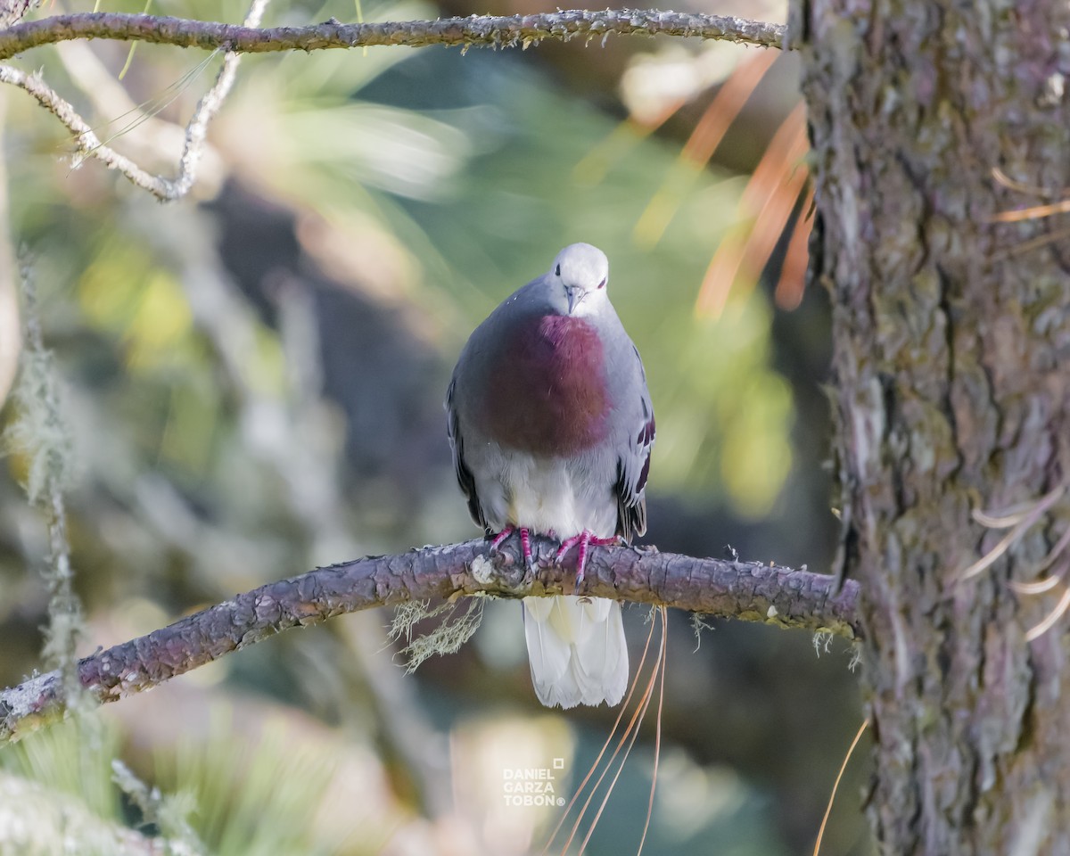 Maroon-chested Ground Dove - ML619896875