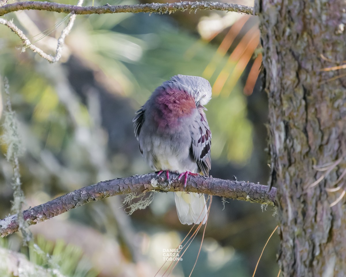 Maroon-chested Ground Dove - ML619896876