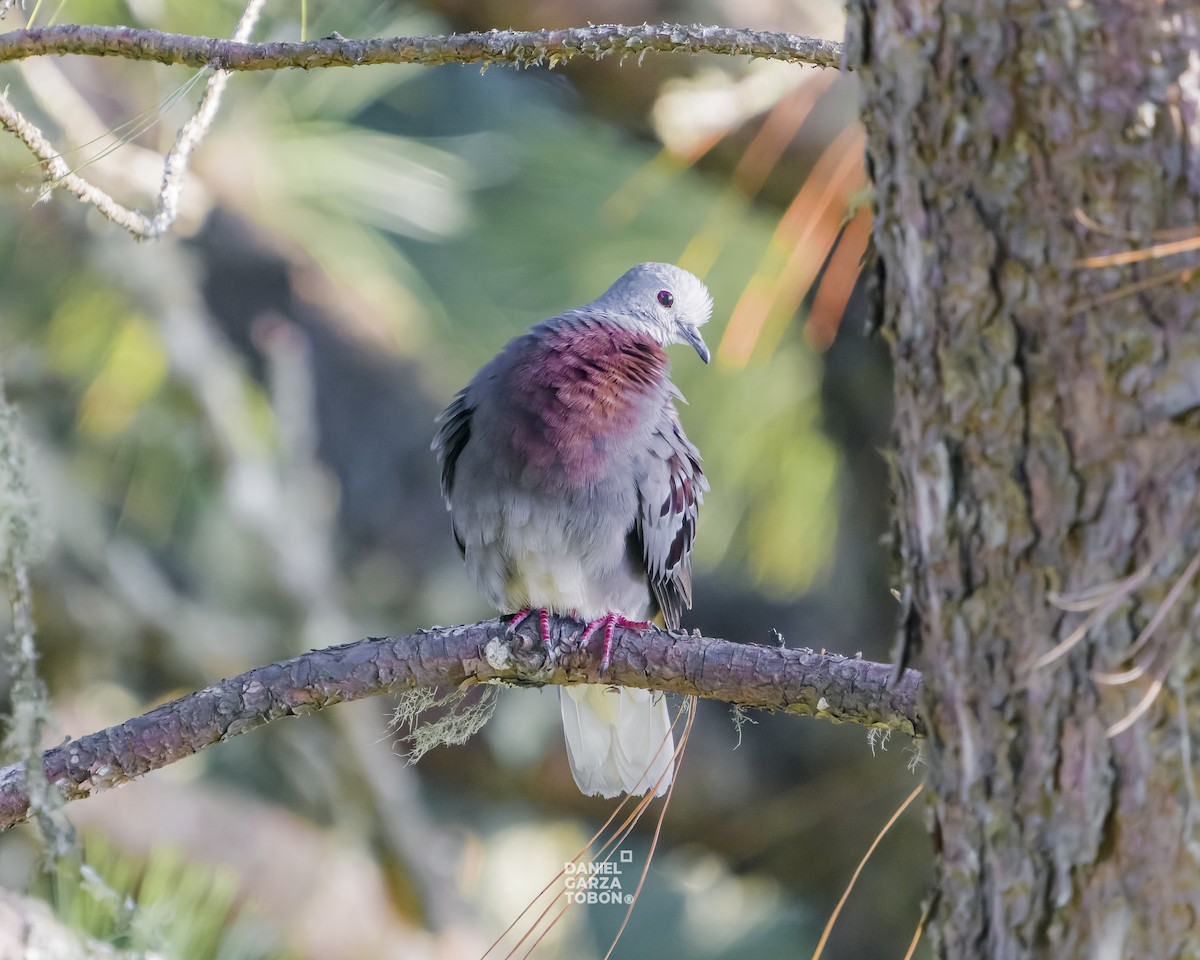 Maroon-chested Ground Dove - ML619896877
