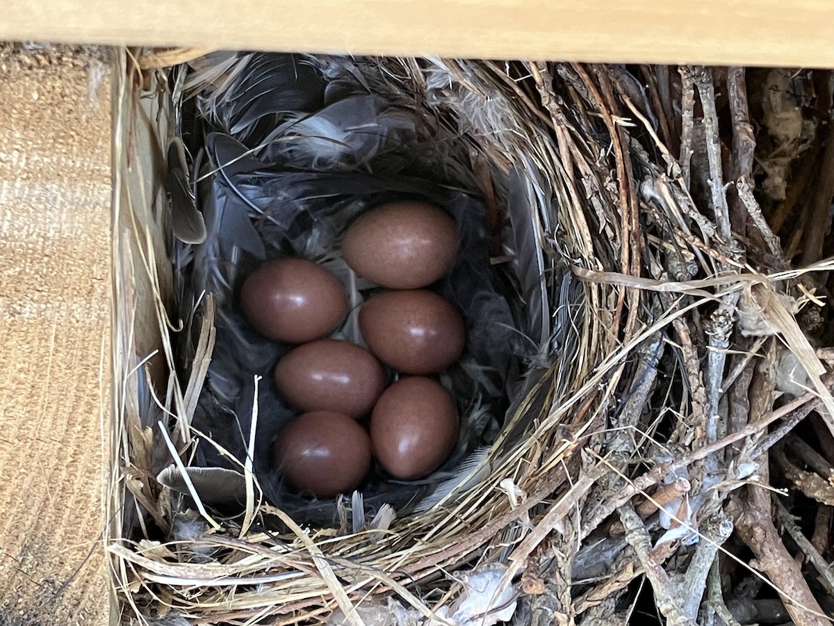 House Wren - ML619896893