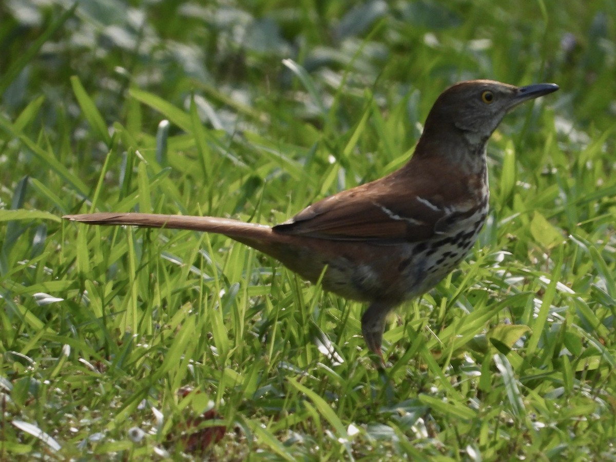 Brown Thrasher - ML619896904