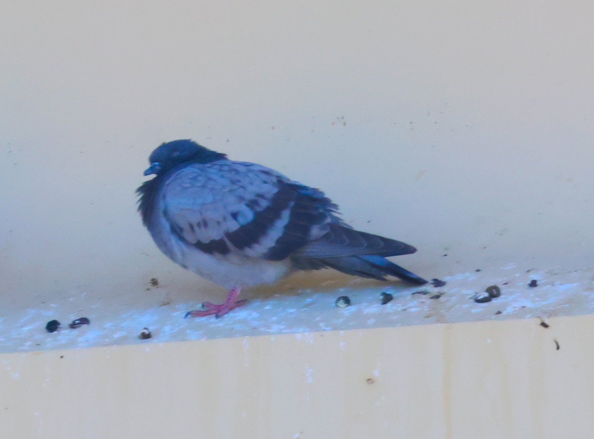 Rock Pigeon (Feral Pigeon) - ML619896912