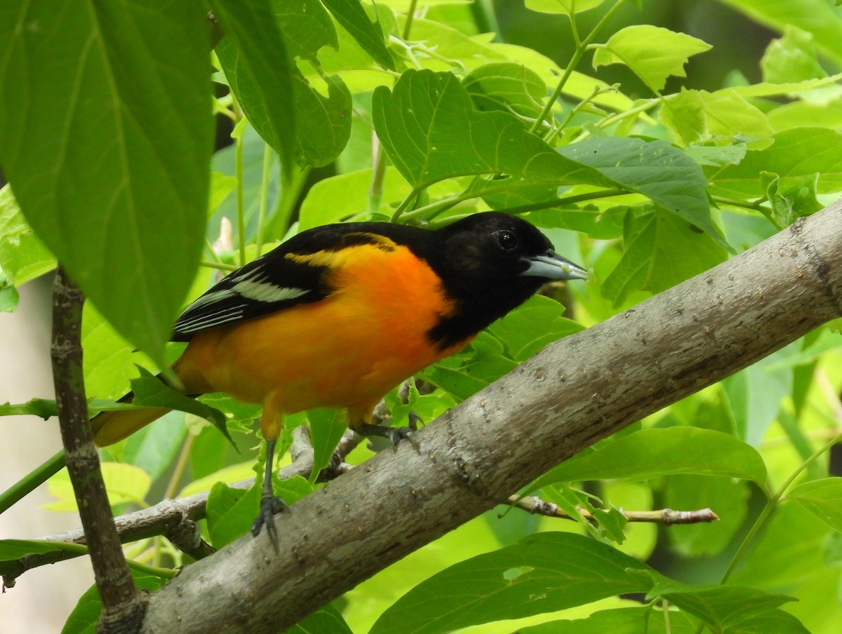 Baltimore Oriole - ML619896913