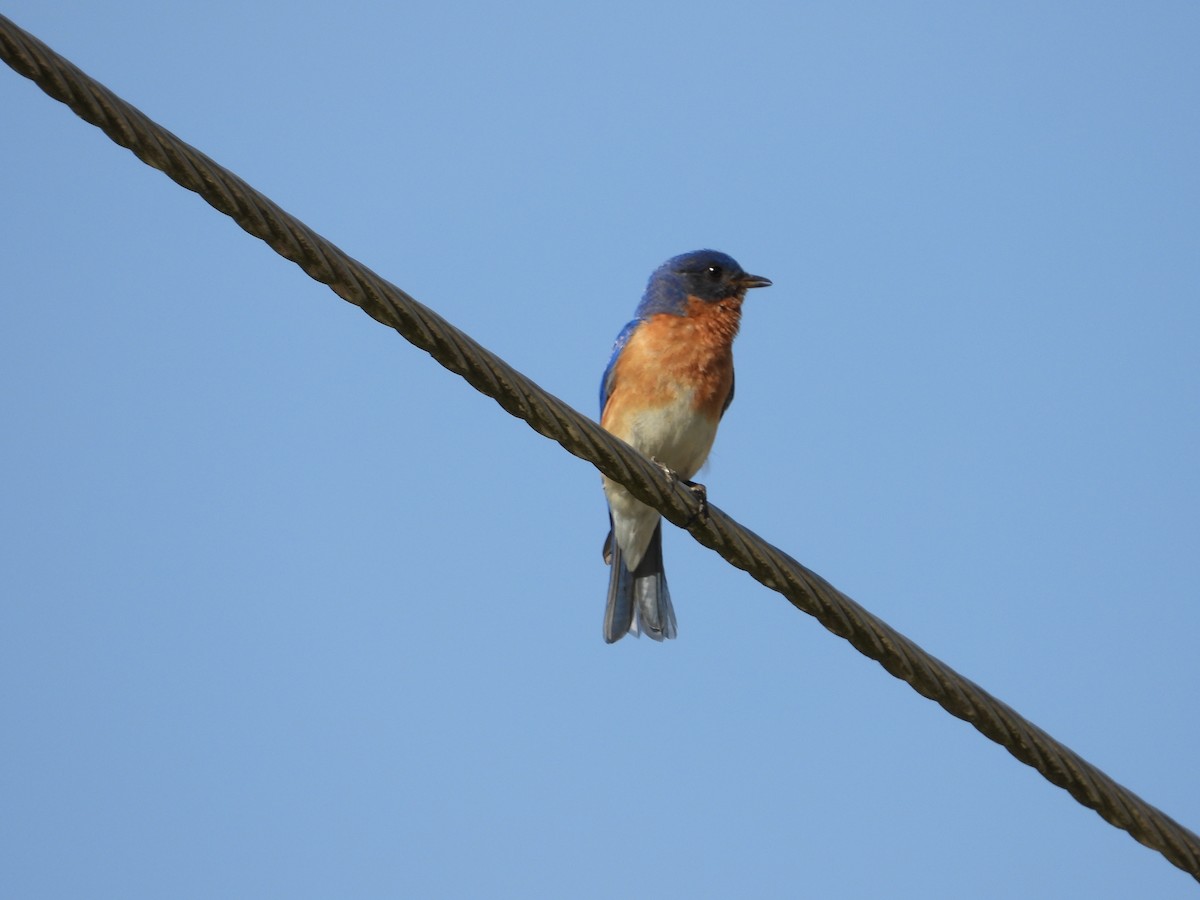 Eastern Bluebird - ML619896916