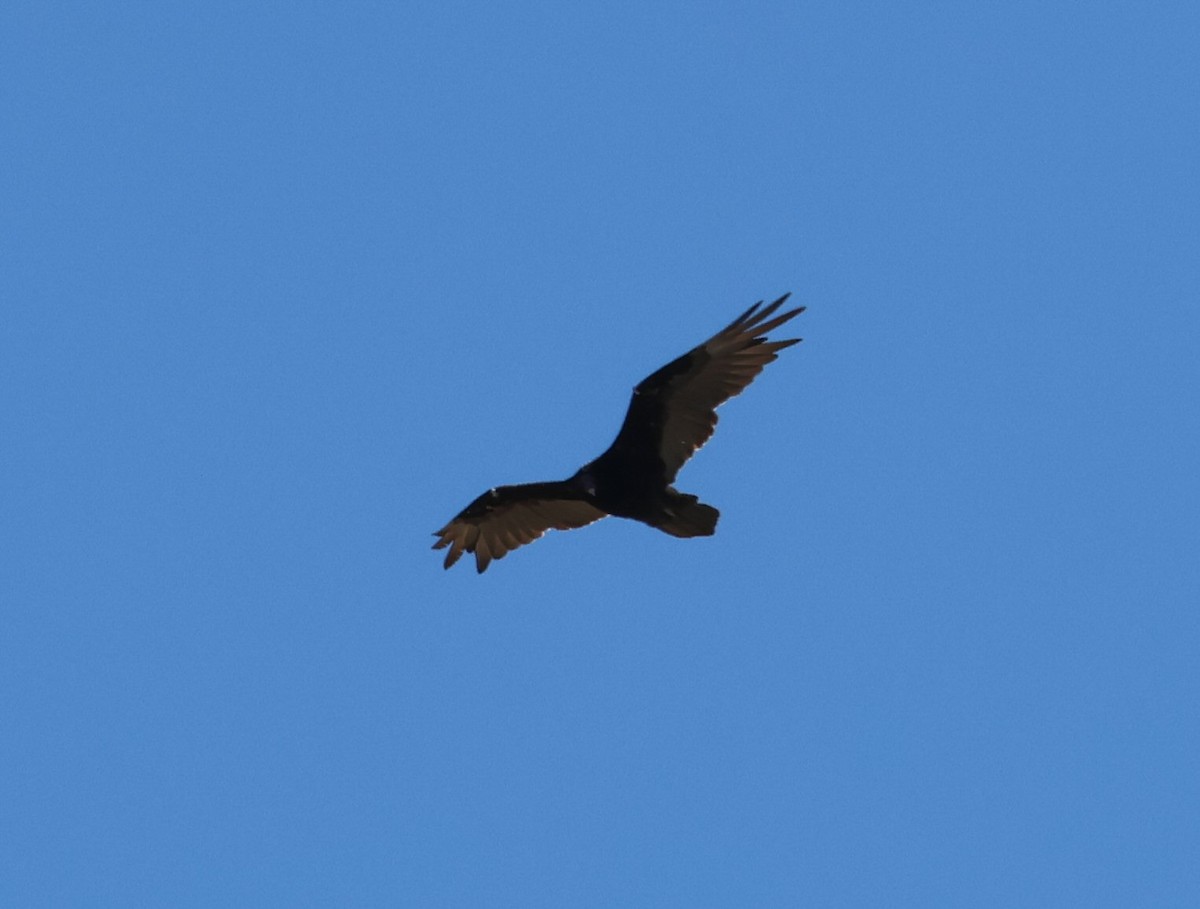 Turkey Vulture - ML619896923
