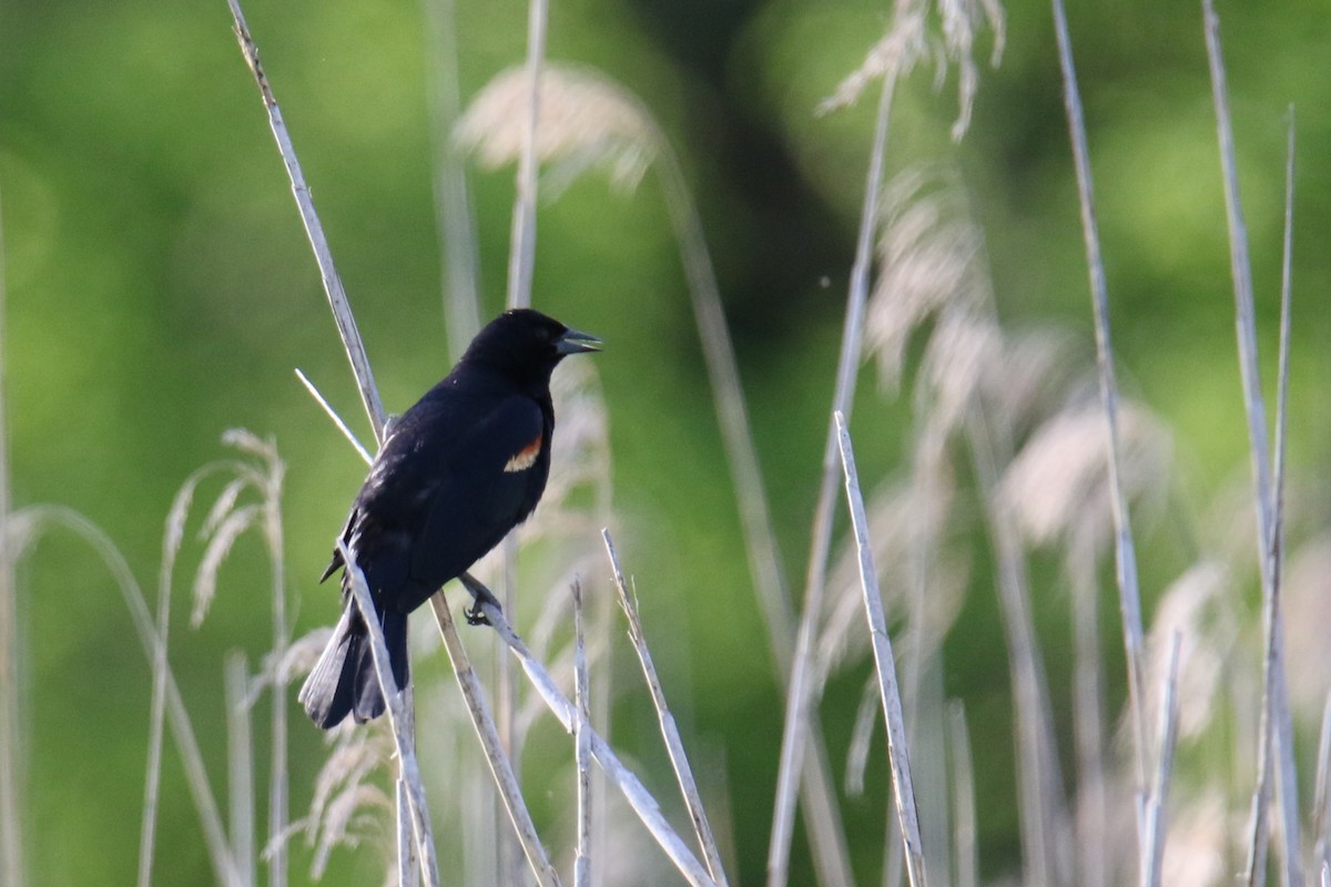 Red-winged Blackbird - ML619896938