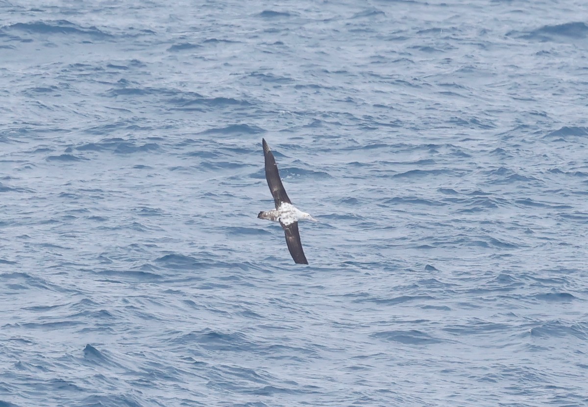 albatros stěhovavý - ML619896939