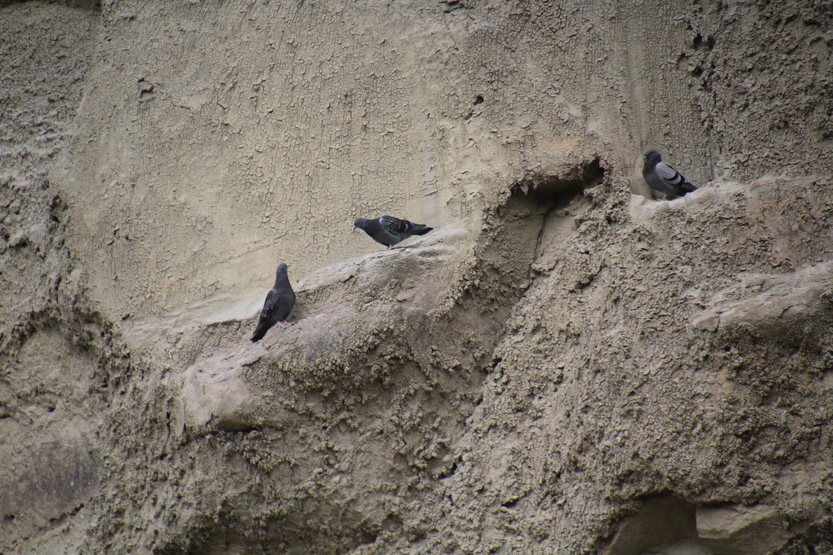 Rock Pigeon (Feral Pigeon) - ML619896968