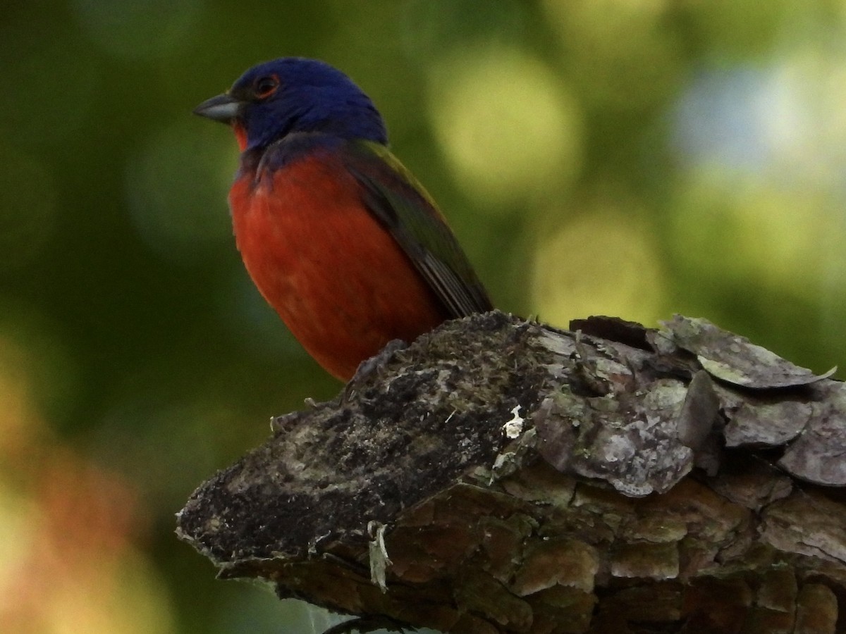 Painted Bunting - ML619896969