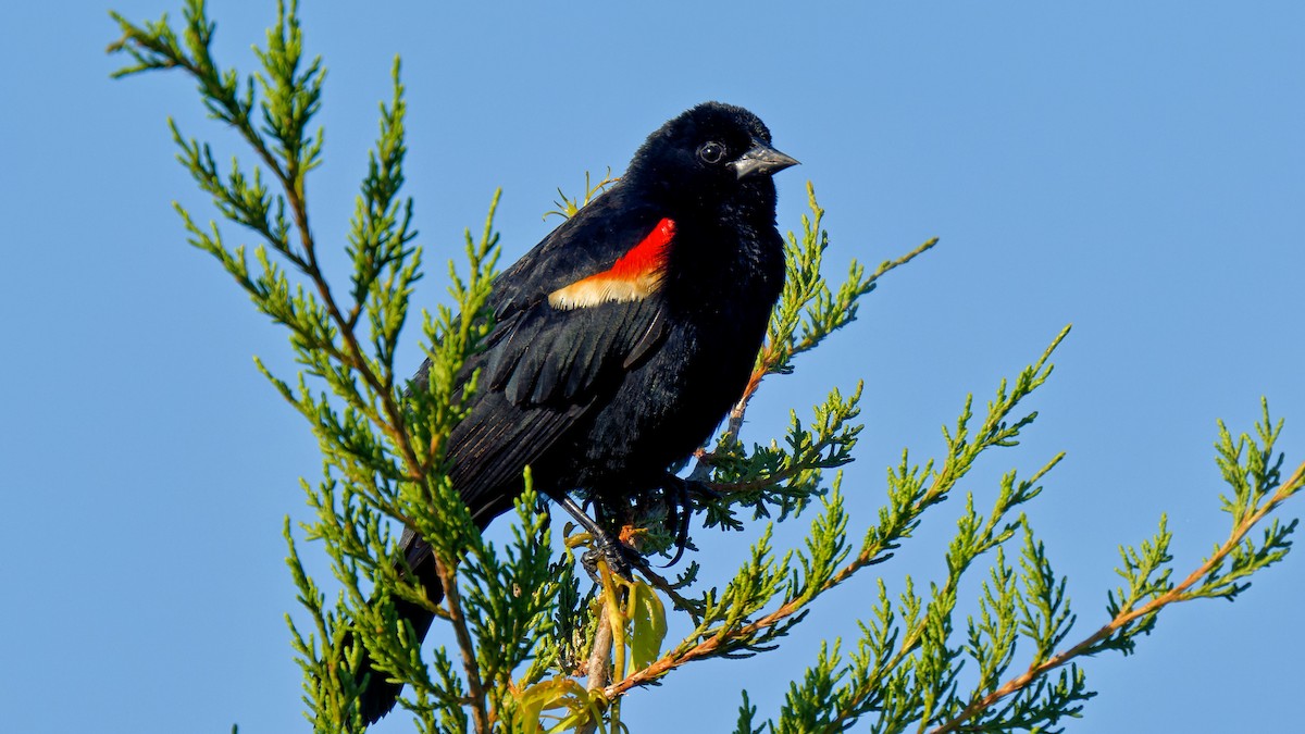 Red-winged Blackbird - ML619896973