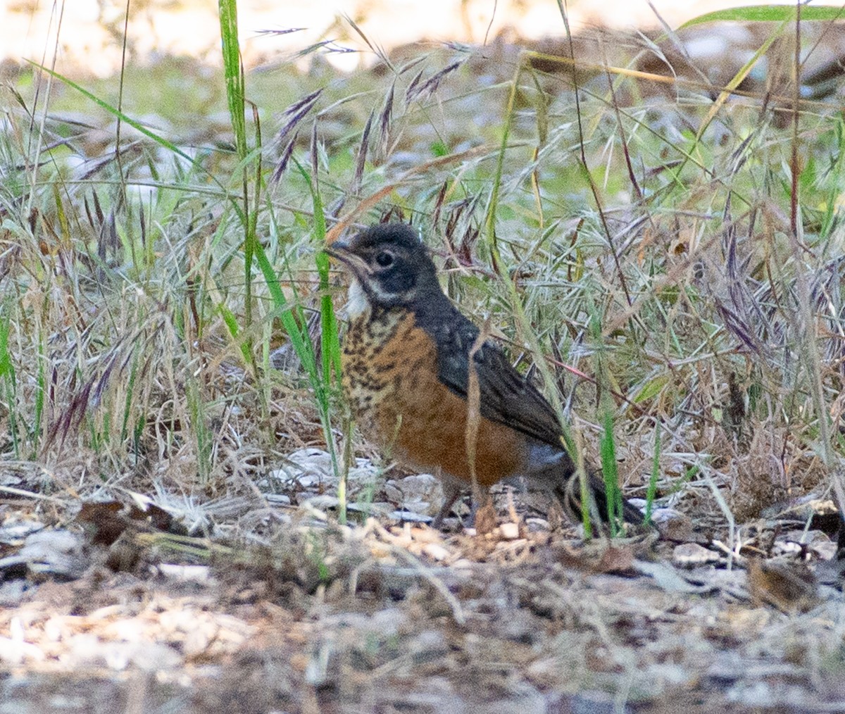 American Robin - ML619896980