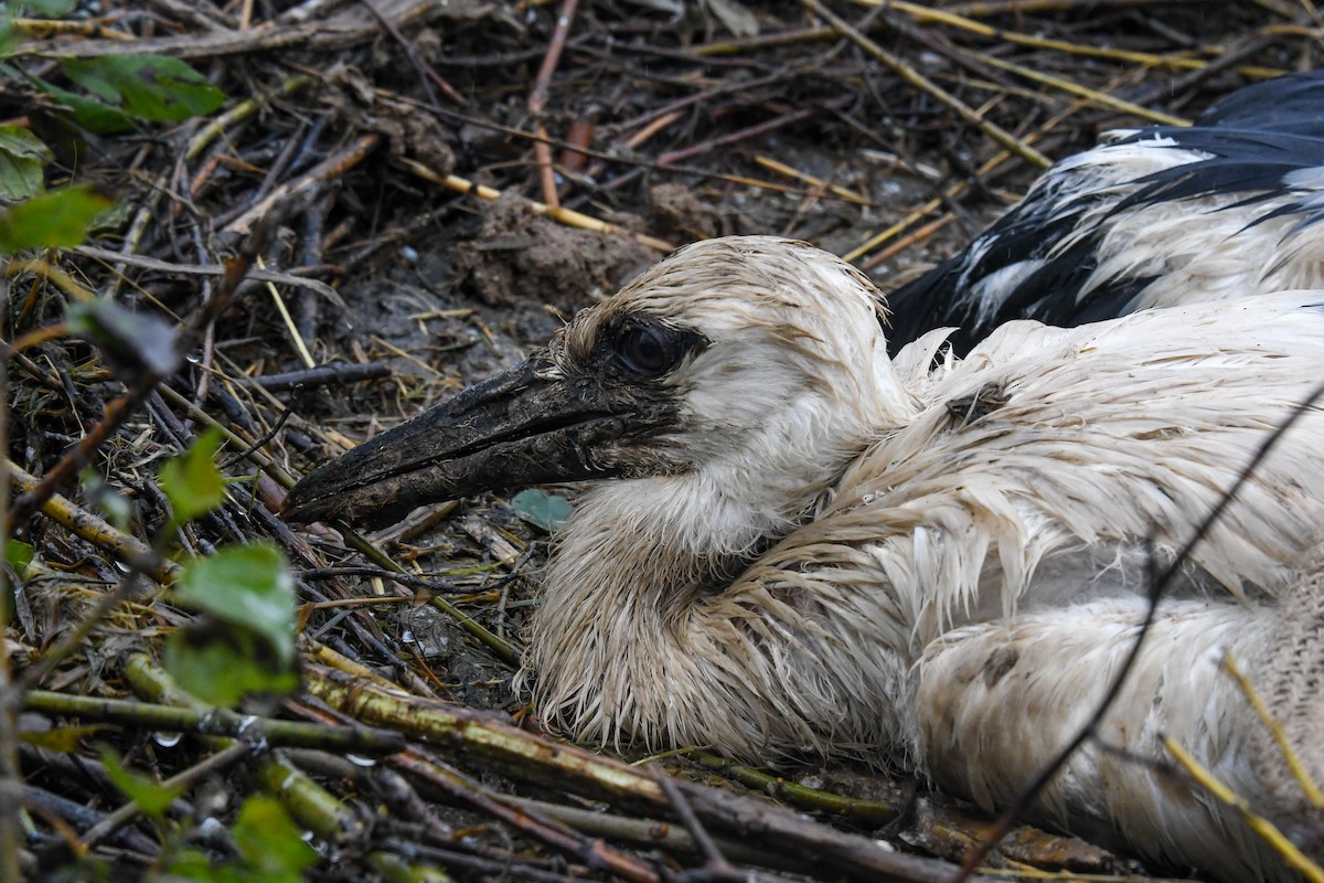 White Stork - ML619896982