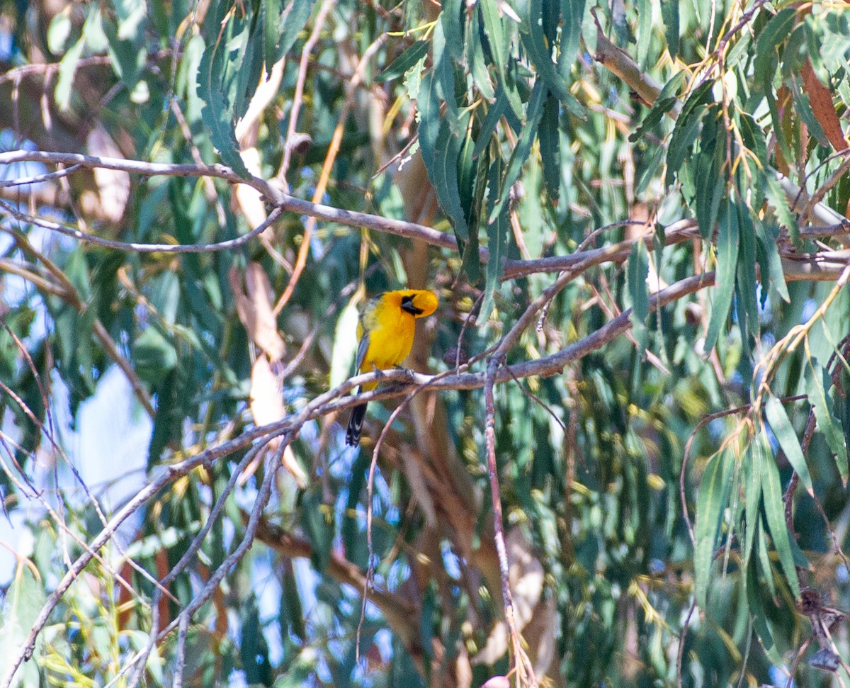 Hooded Oriole - ML619896984