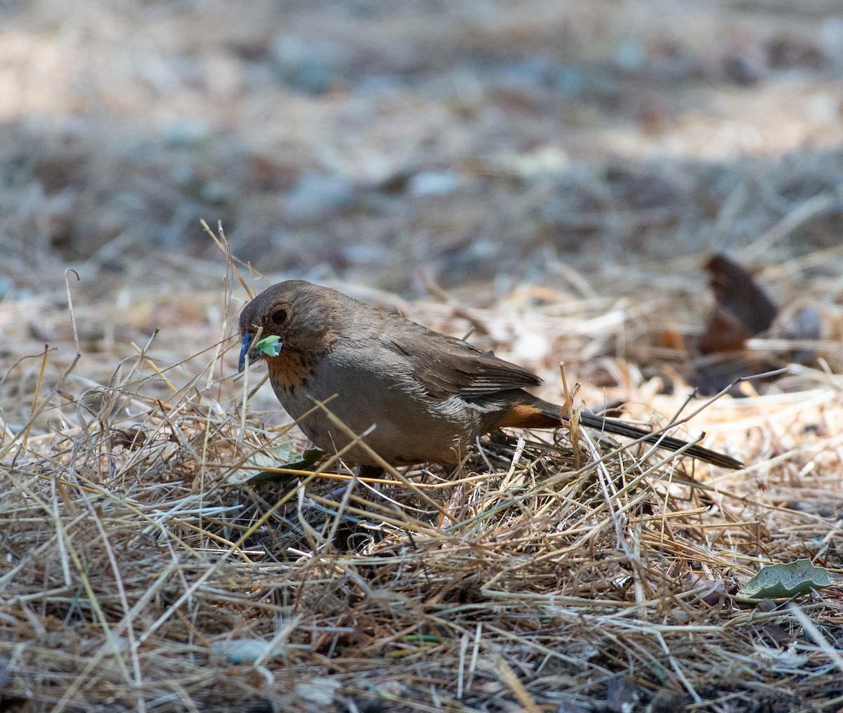 California Towhee - ML619896988