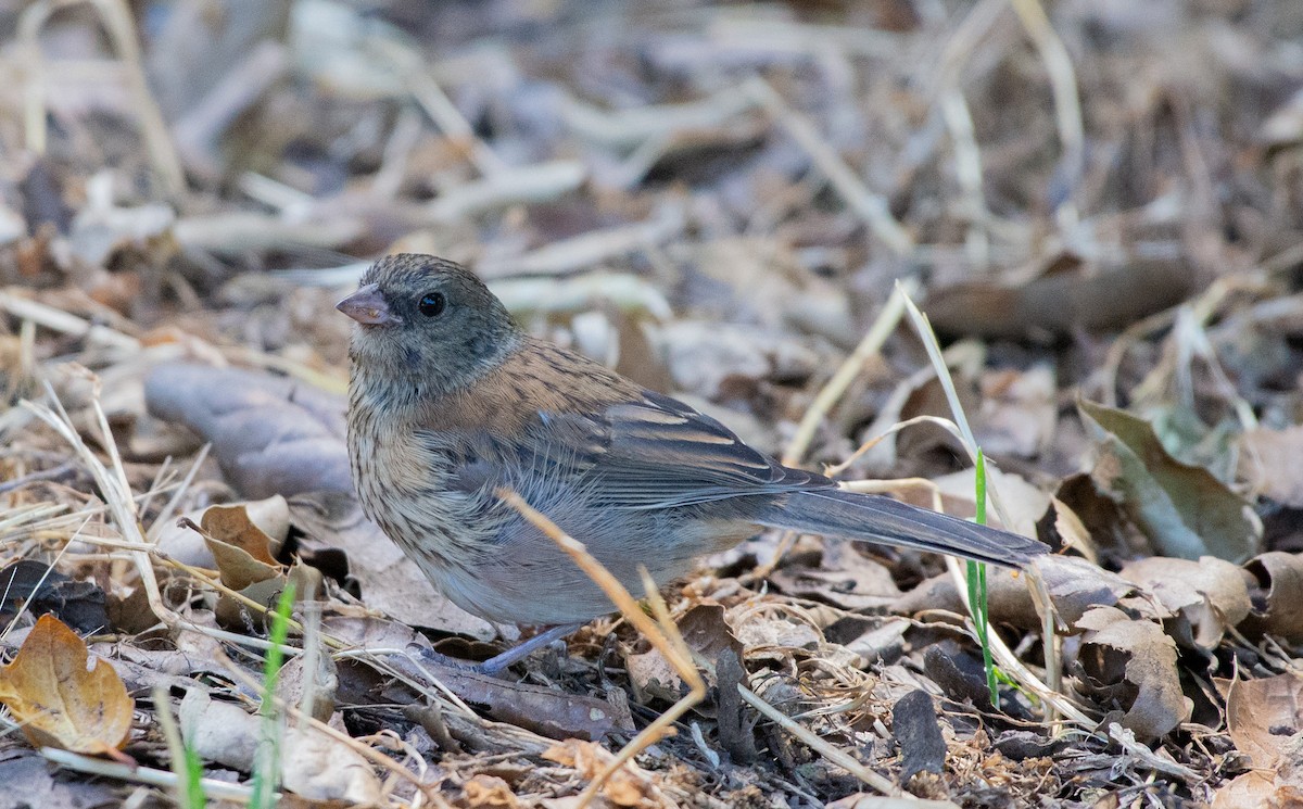 Dark-eyed Junco - ML619896991