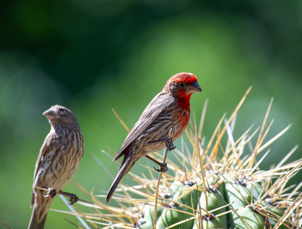 House Finch - ML619896997