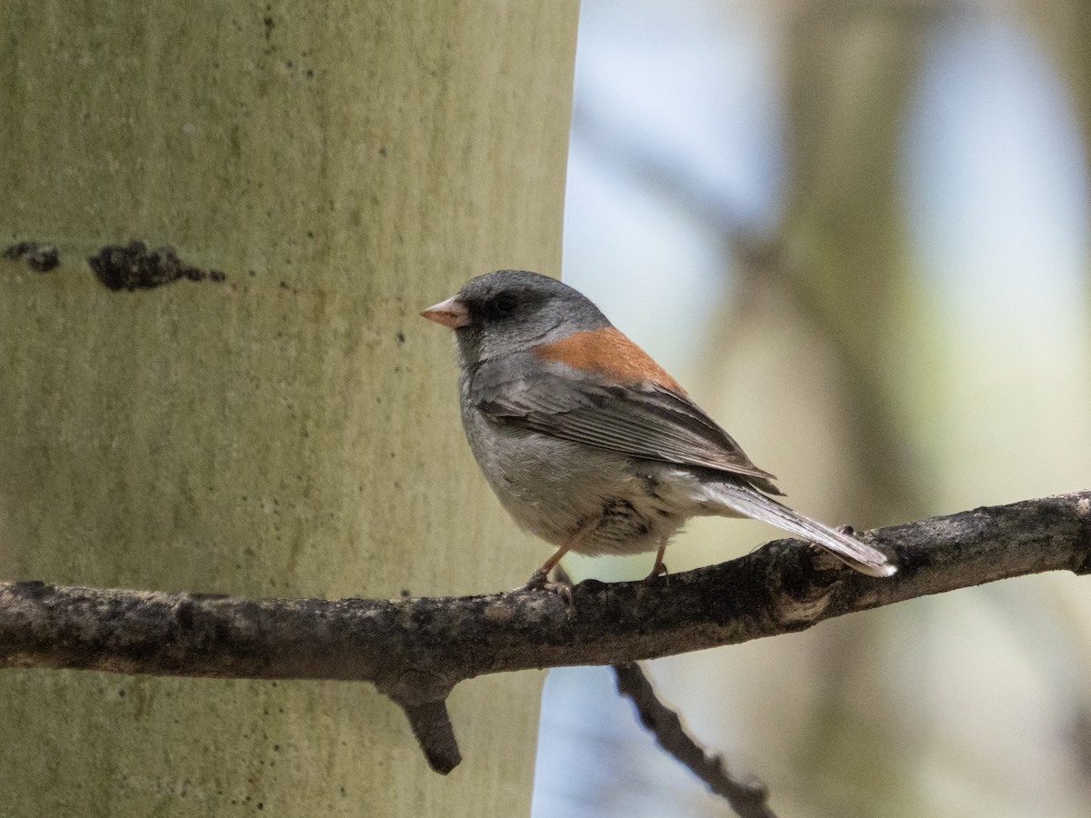 Junco Ojioscuro (caniceps) - ML619897003