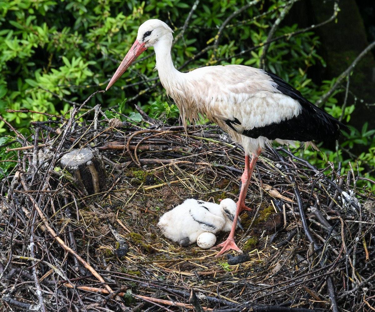 White Stork - ML619897010