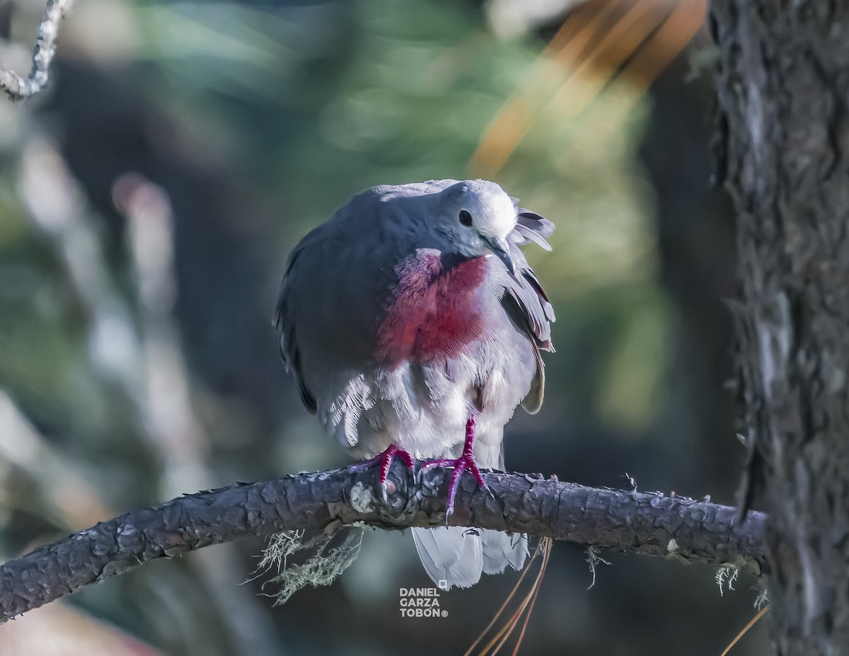 Maroon-chested Ground Dove - ML619897012