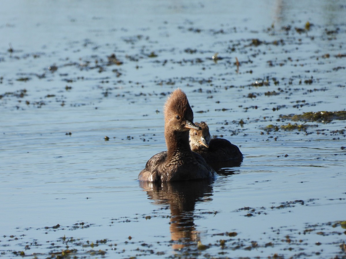 Hooded Merganser - ML619897019