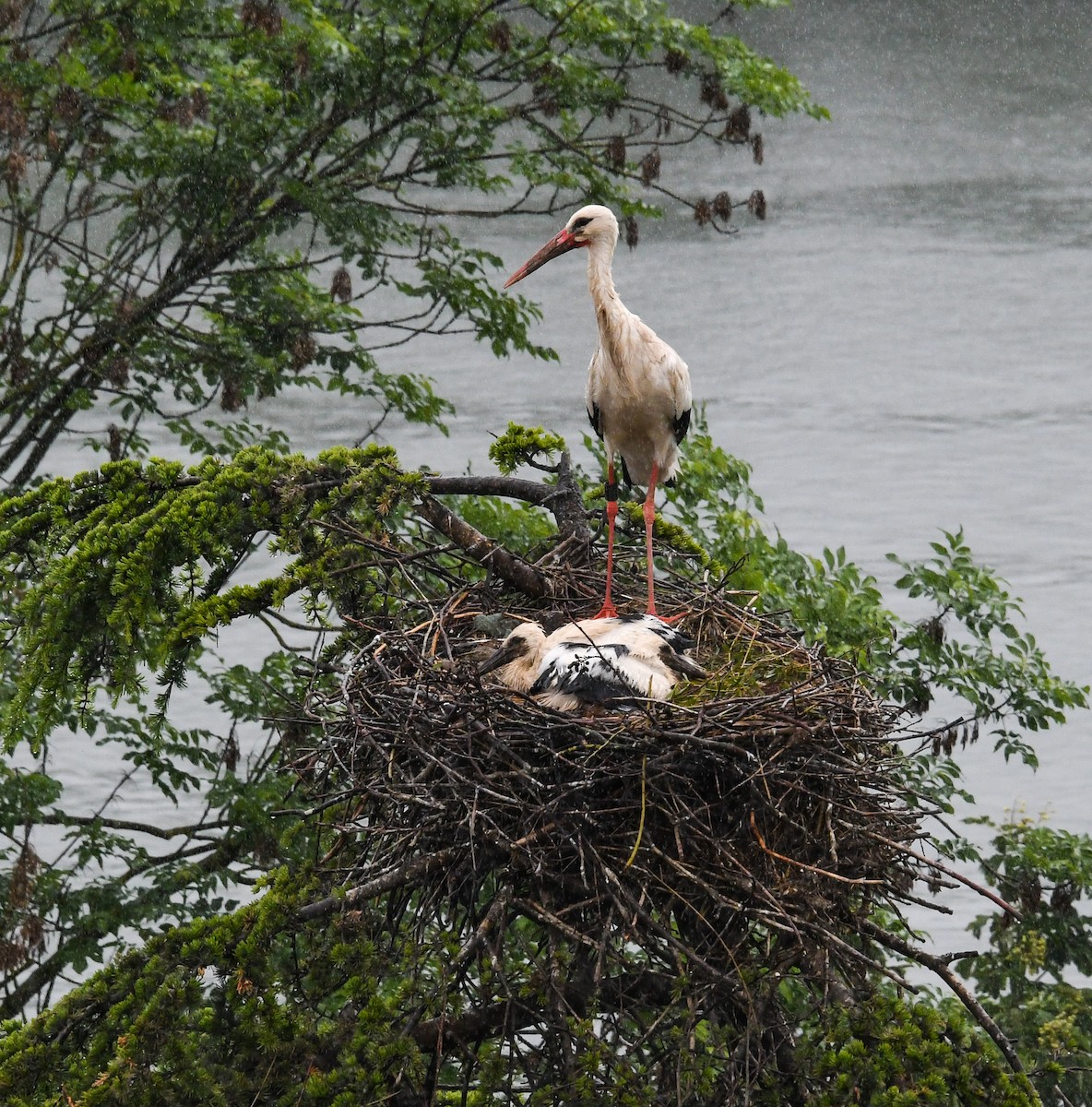 White Stork - ML619897021