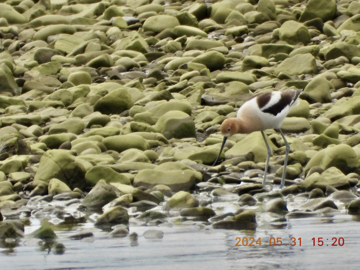 Avoceta Americana - ML619897032