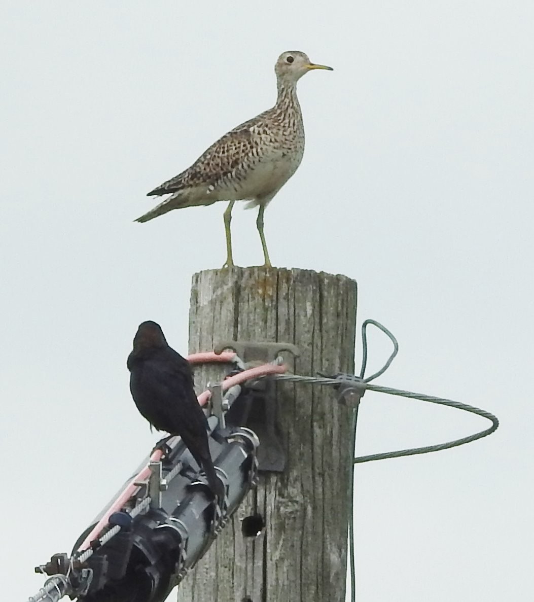 Upland Sandpiper - ML619897047