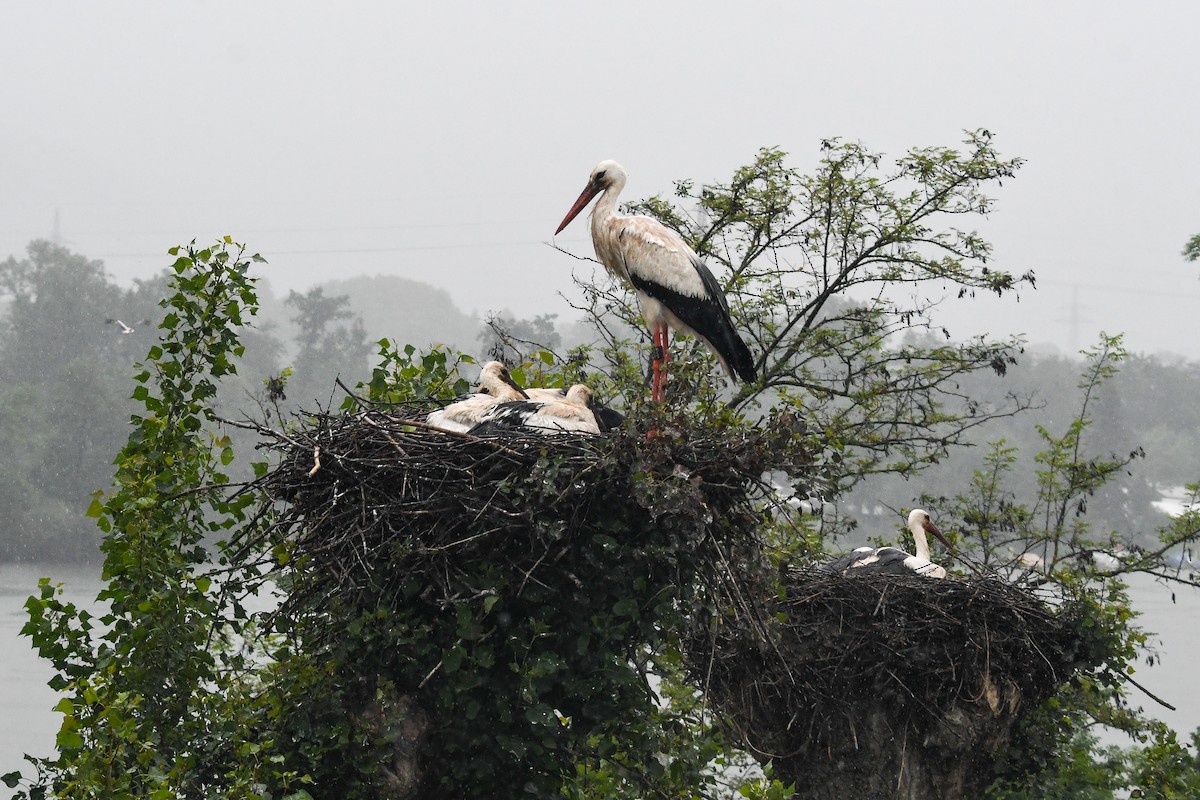 White Stork - ML619897048