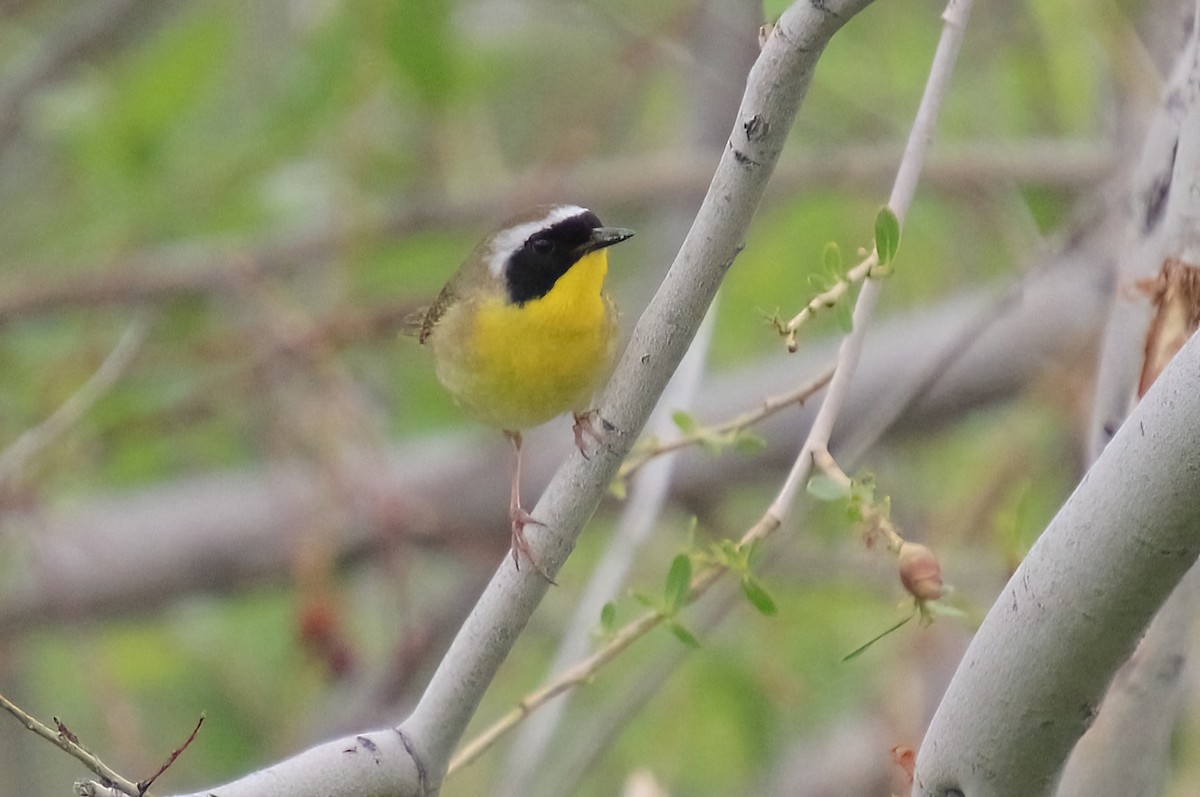 Common Yellowthroat - ML619897053