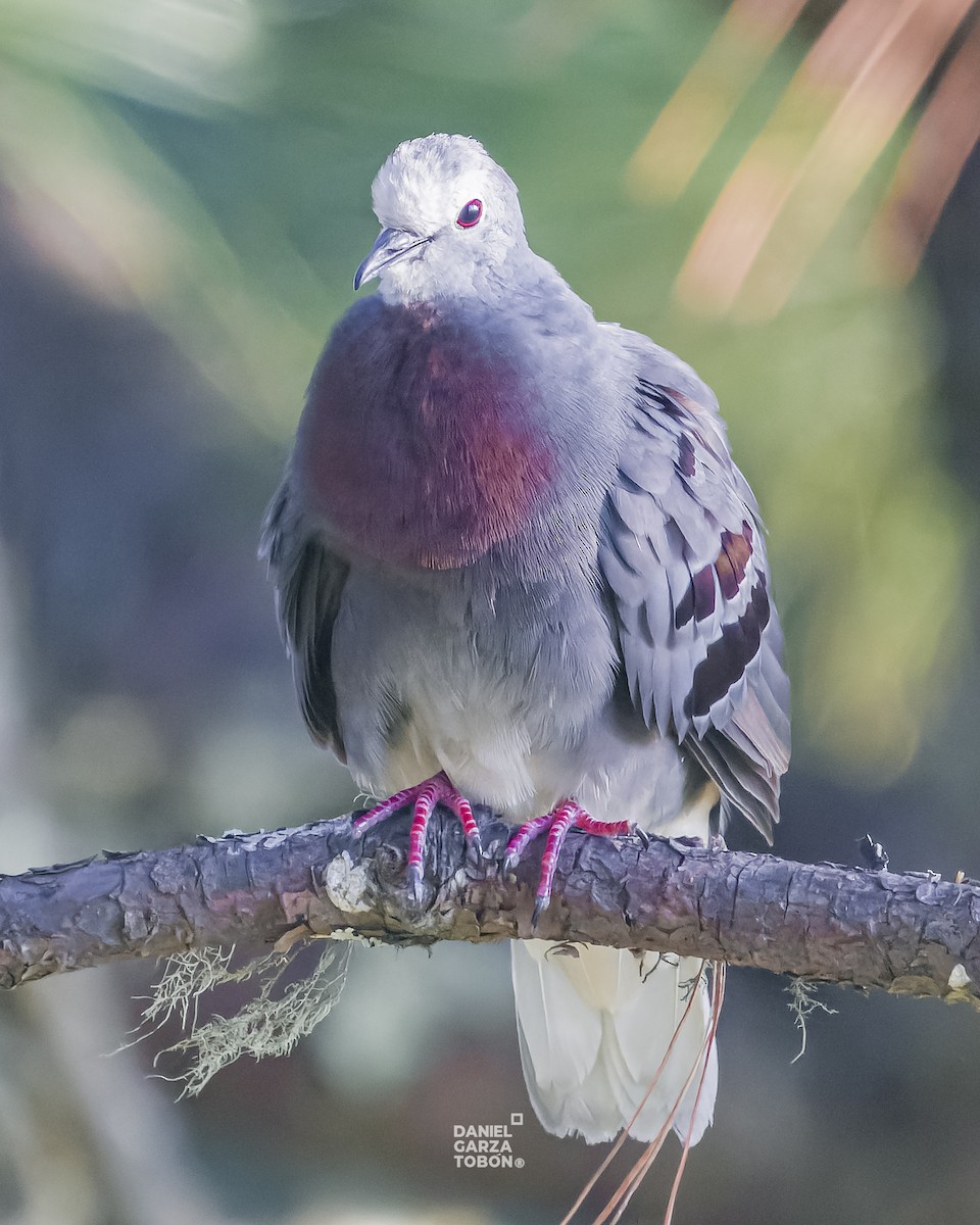 Maroon-chested Ground Dove - ML619897054
