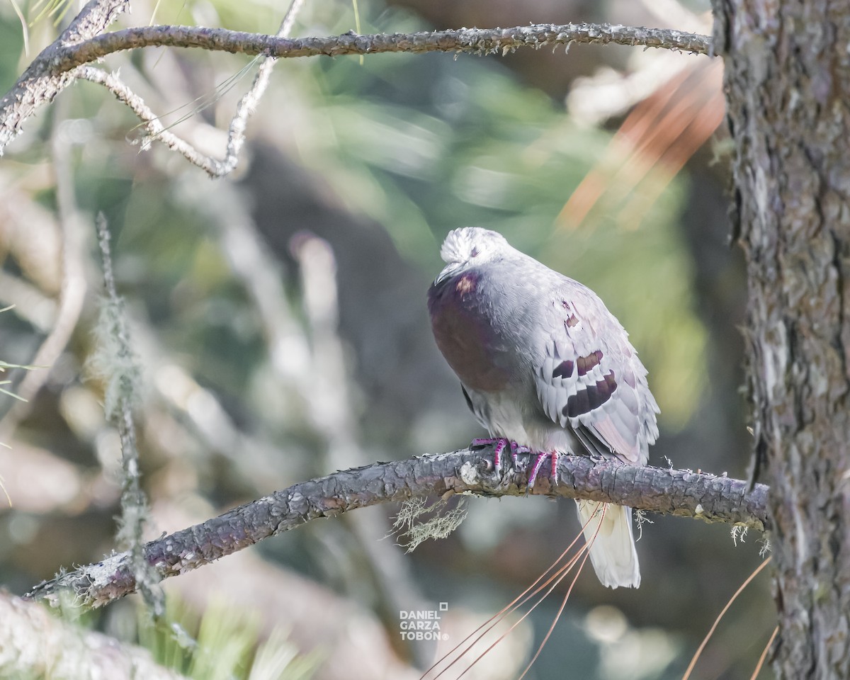 Maroon-chested Ground Dove - ML619897055