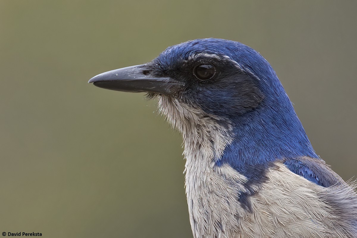 Island Scrub-Jay - ML619897057