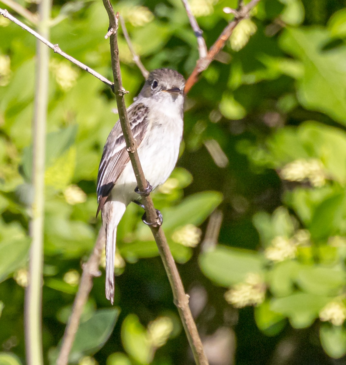 Least Flycatcher - ML619897066