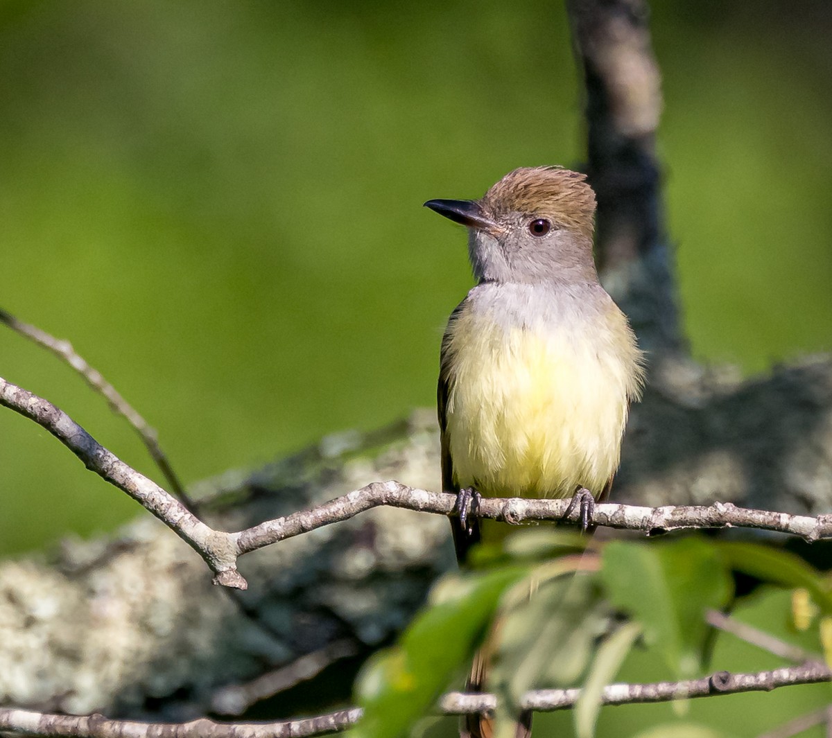 Great Crested Flycatcher - ML619897069