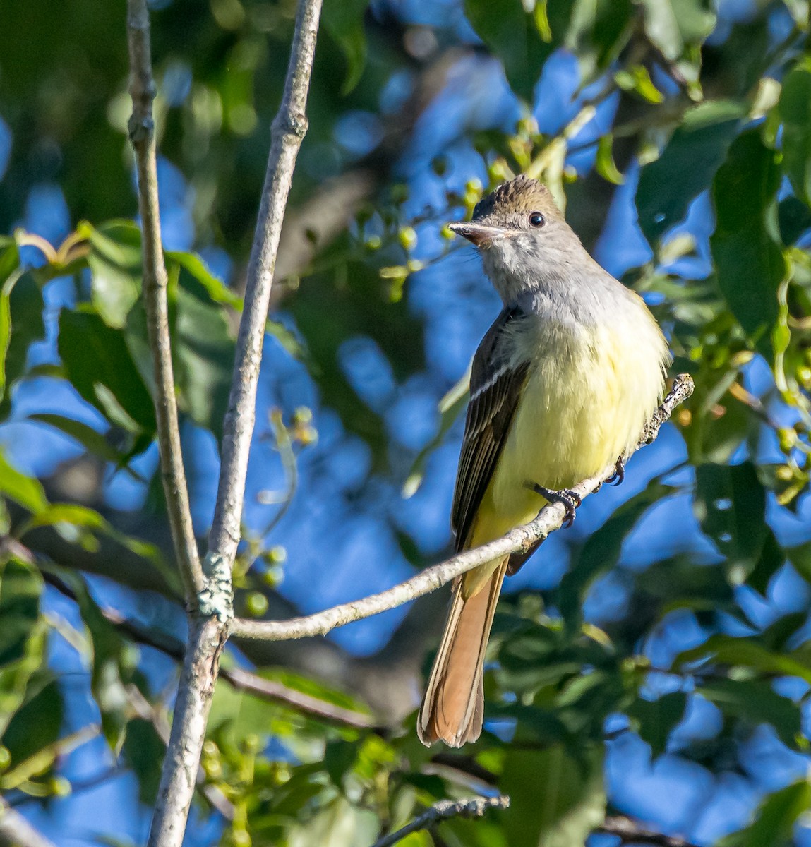 Great Crested Flycatcher - ML619897070