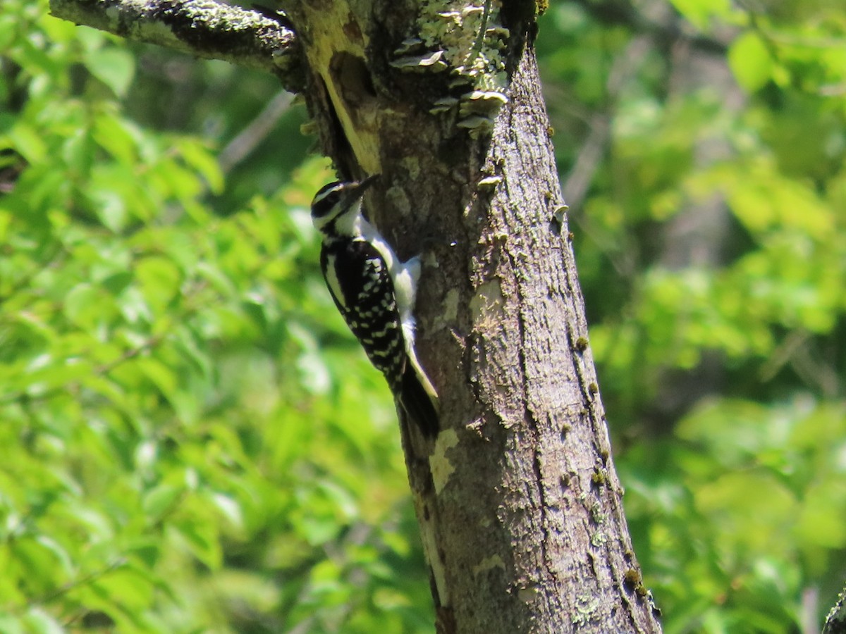 Hairy Woodpecker - ML619897071
