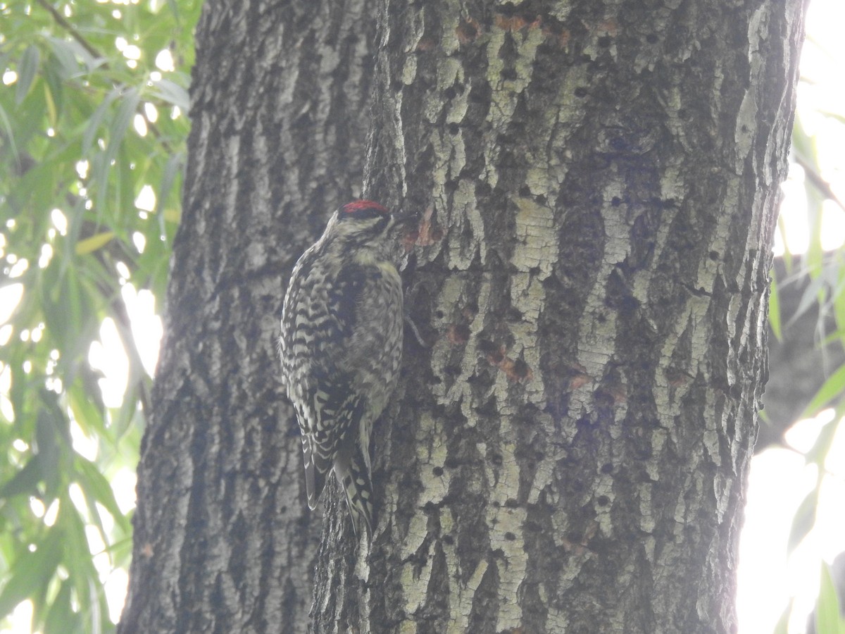 Yellow-bellied Sapsucker - ML619897085