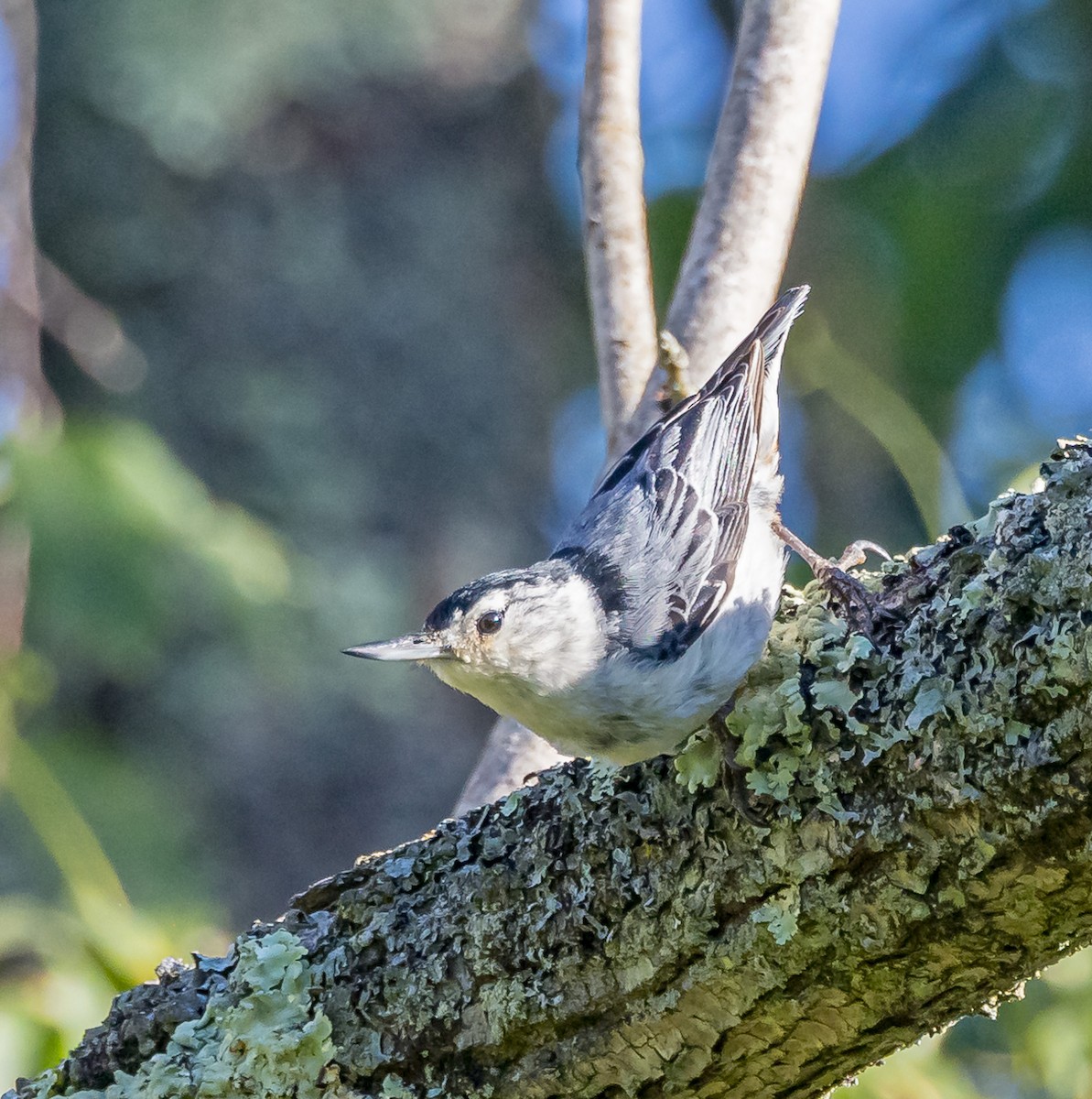 White-breasted Nuthatch - ML619897111