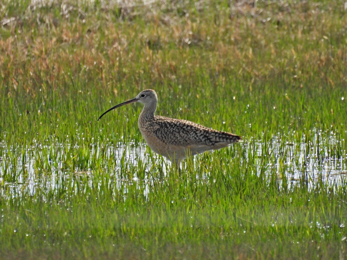 Long-billed Curlew - ML619897118