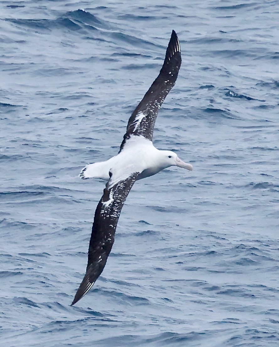Snowy Albatross - ML619897122