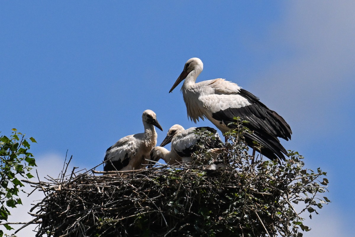 White Stork - ML619897129