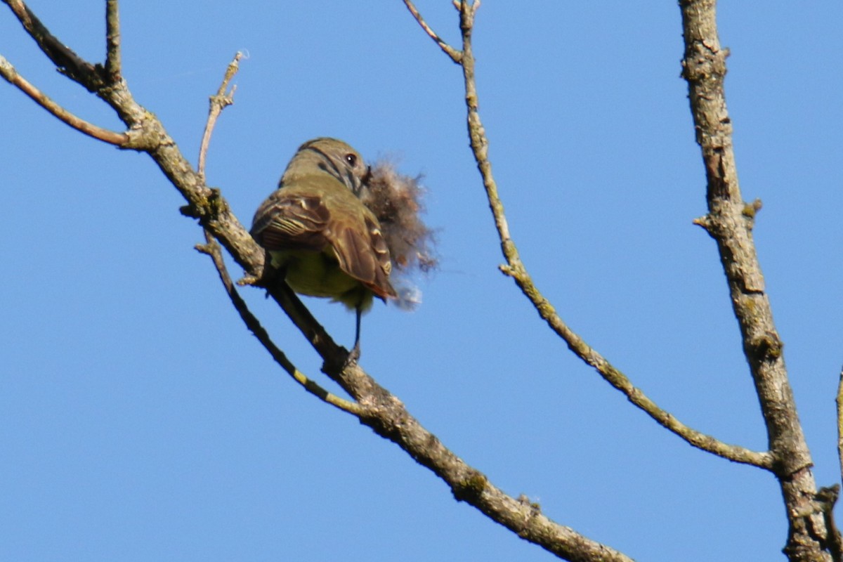 Great Crested Flycatcher - ML619897148