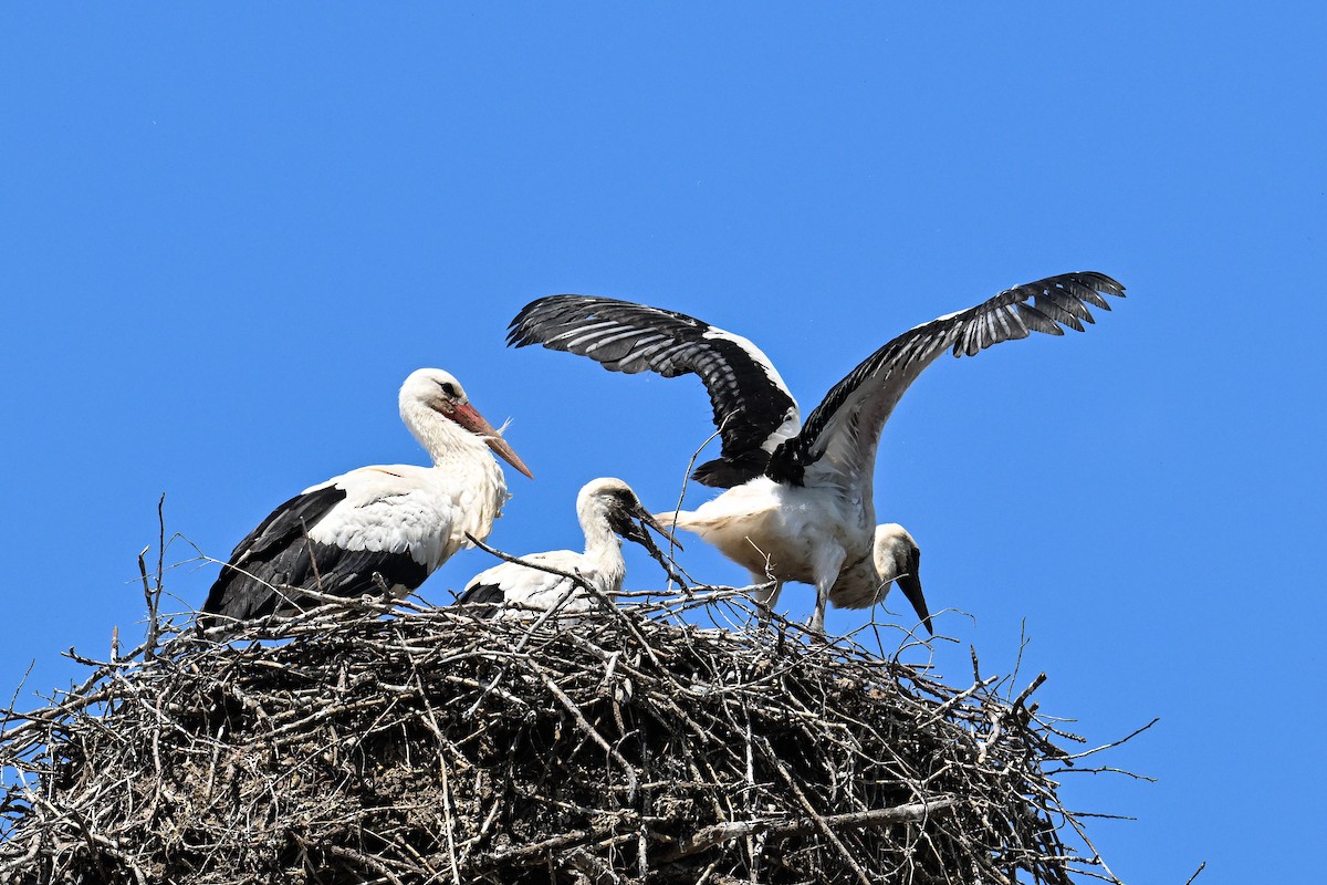 White Stork - ML619897150