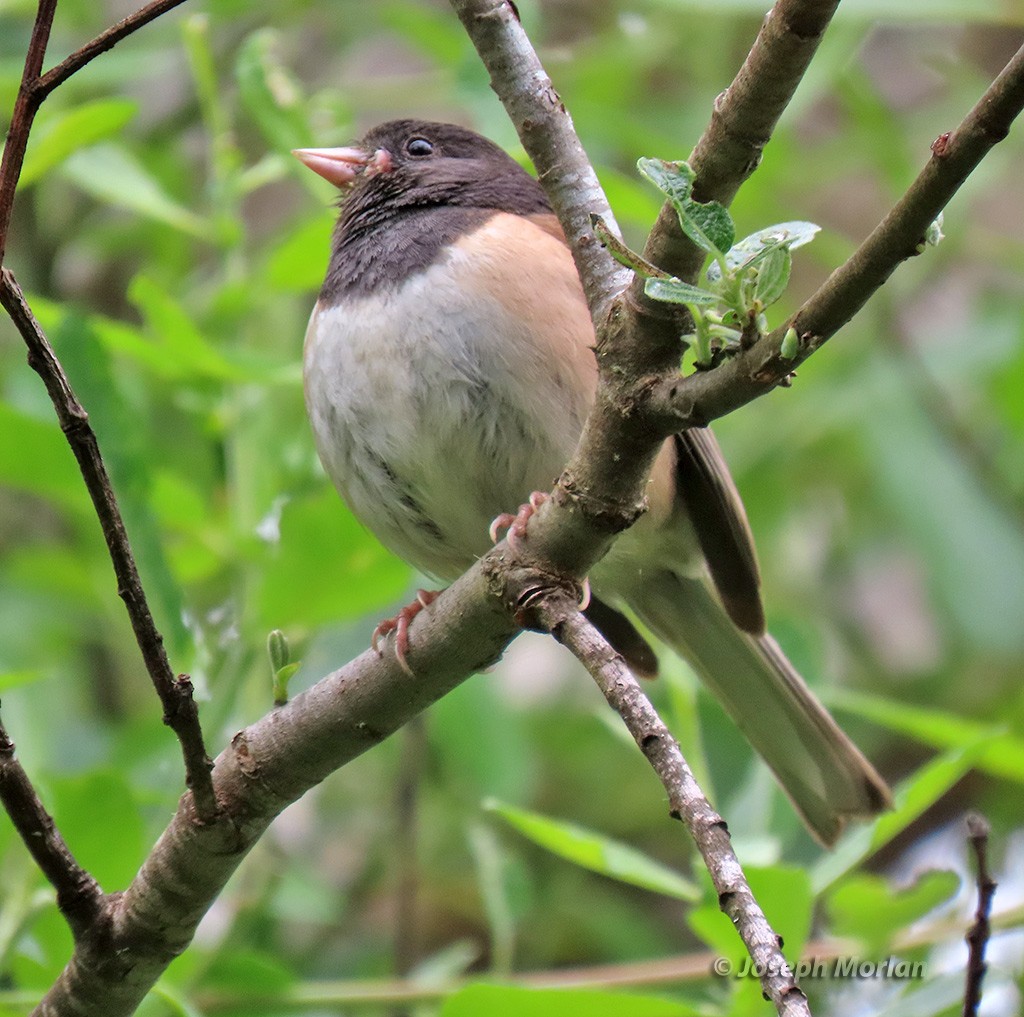 Dark-eyed Junco - ML619897159