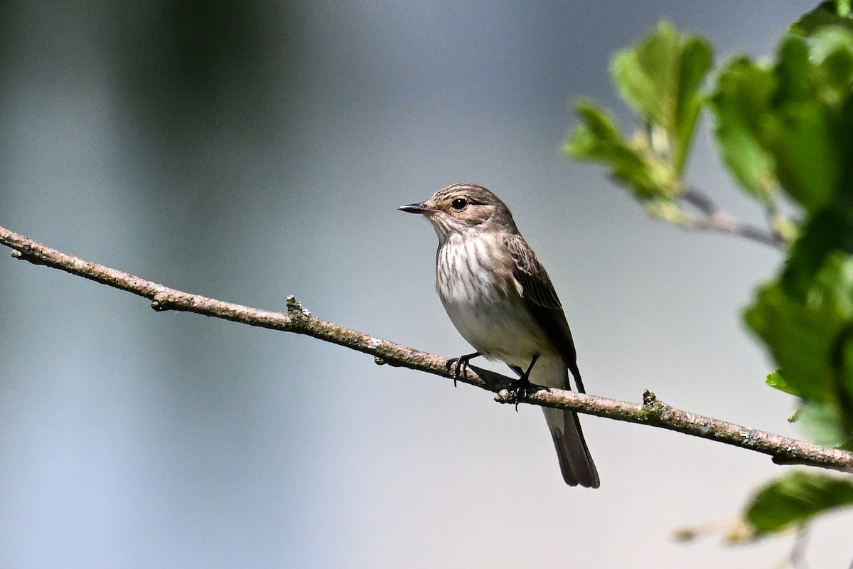 Spotted Flycatcher - ML619897171