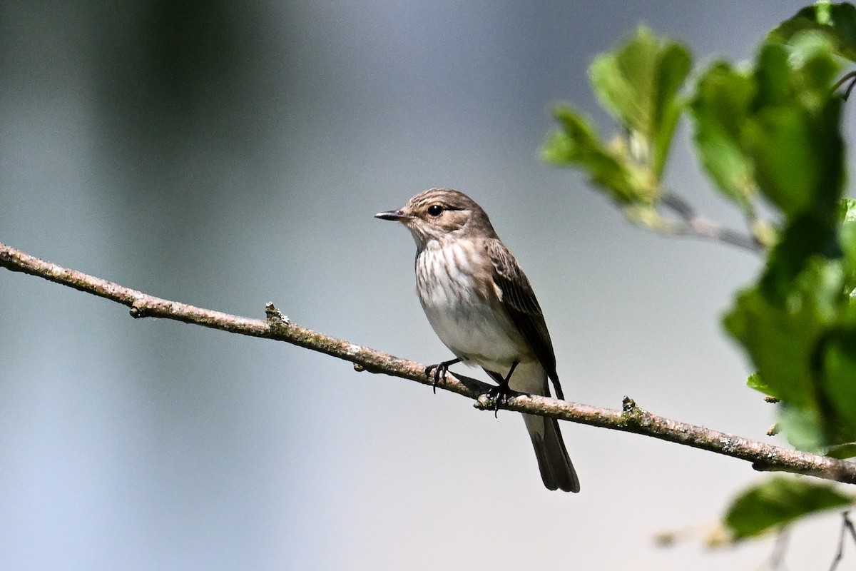 Spotted Flycatcher - ML619897175