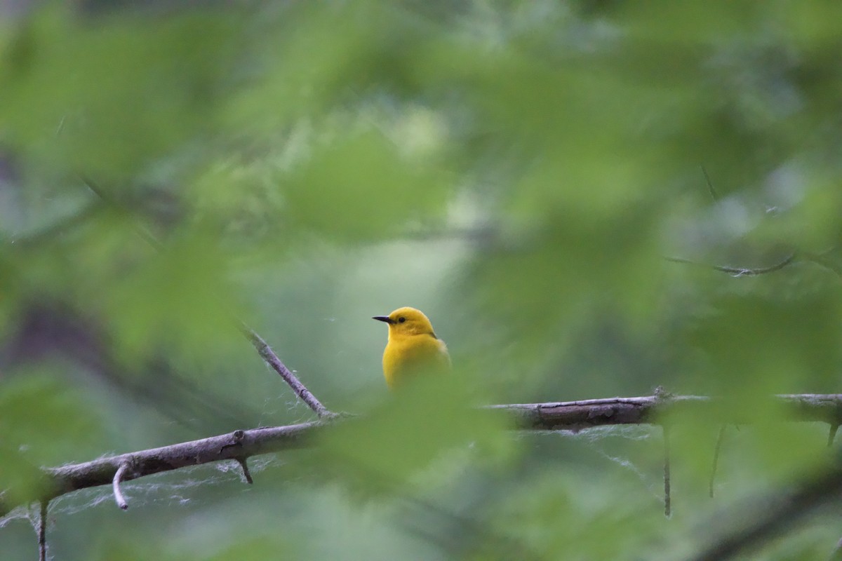 Prothonotary Warbler - ML619897187
