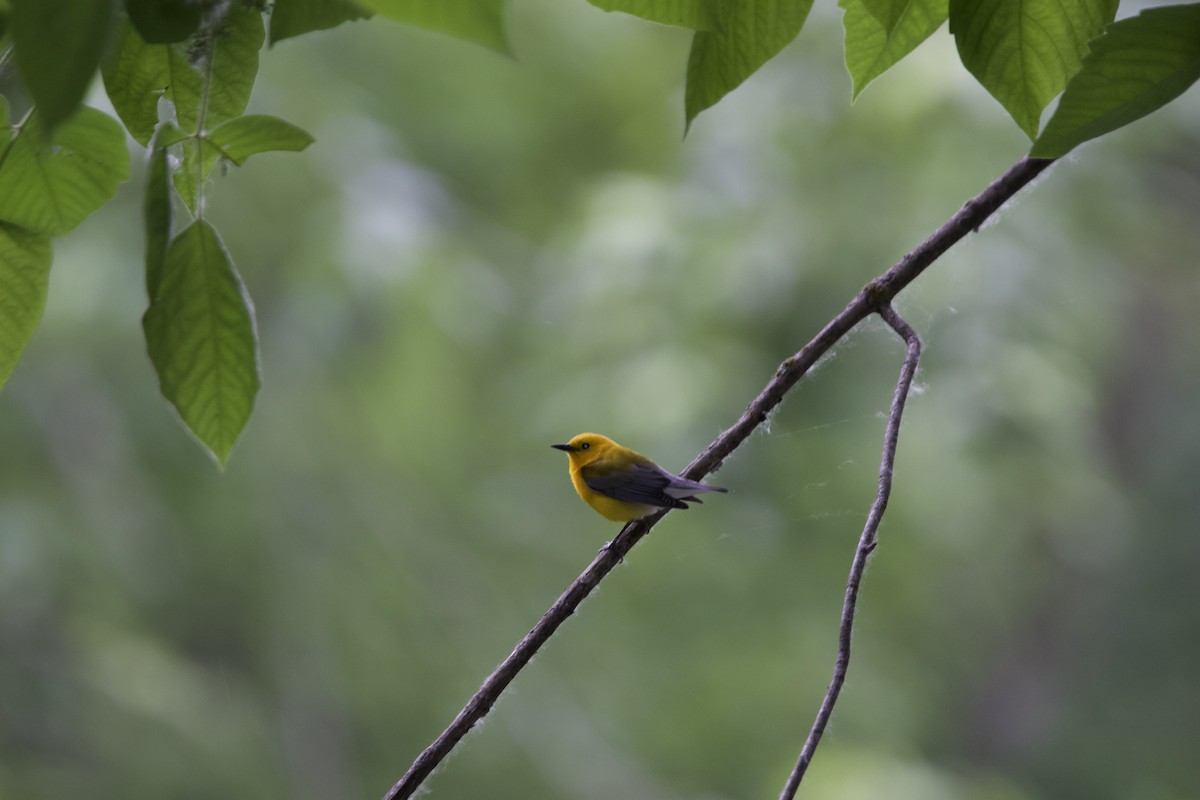 Prothonotary Warbler - ML619897200